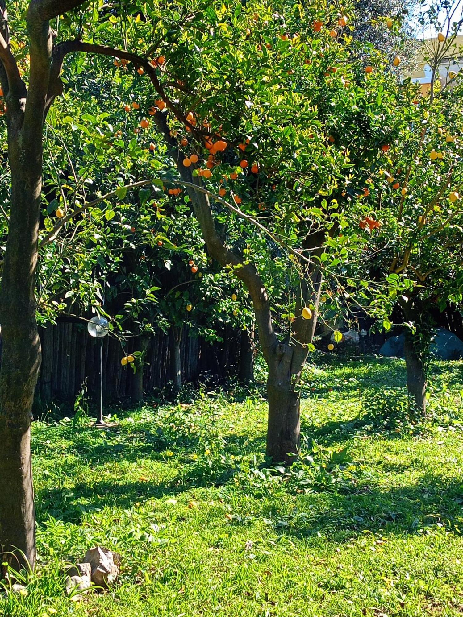 Bed and Breakfast Villino L'Aranceto Sorrentino Meta Exteriér fotografie